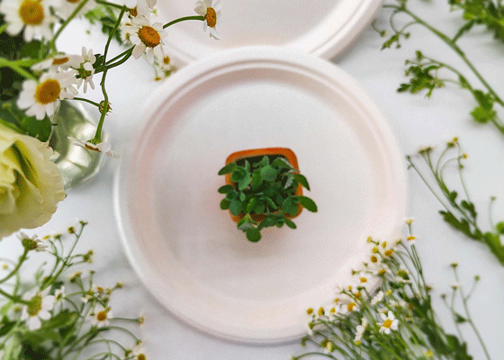 泰國(guó)工廠(chǎng)大量現(xiàn)貨供應(yīng)：紙漿模塑餐具; 10寸圓盤(pán)